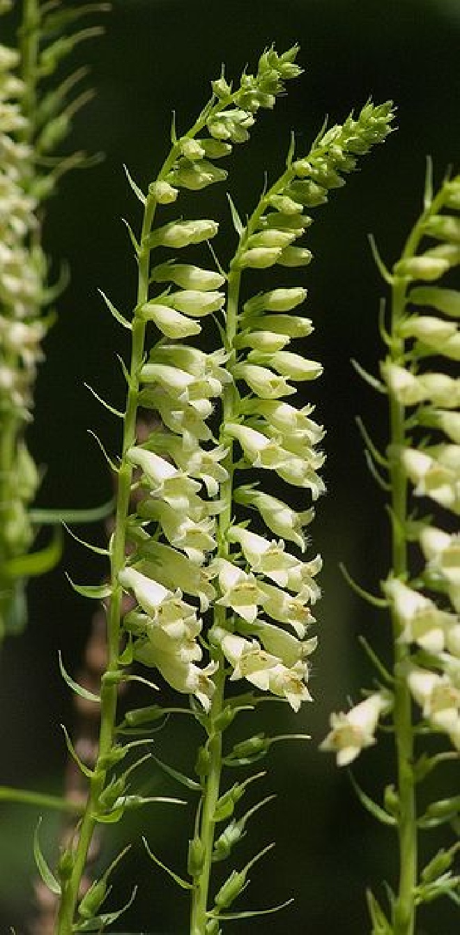 Digitalis lutea Vingerhoedskruid