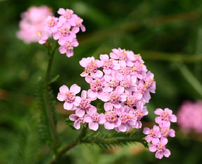 Achillea millefolium 'Cerise Queen' Duizendblad