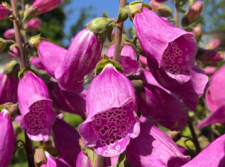 Digitalis purpurea Lilaroze Vingerhoedskruid