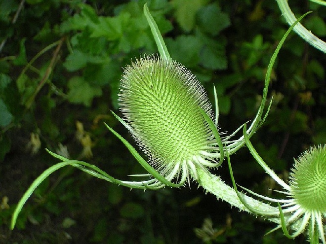 Dipsacus fullonum Kaardebol