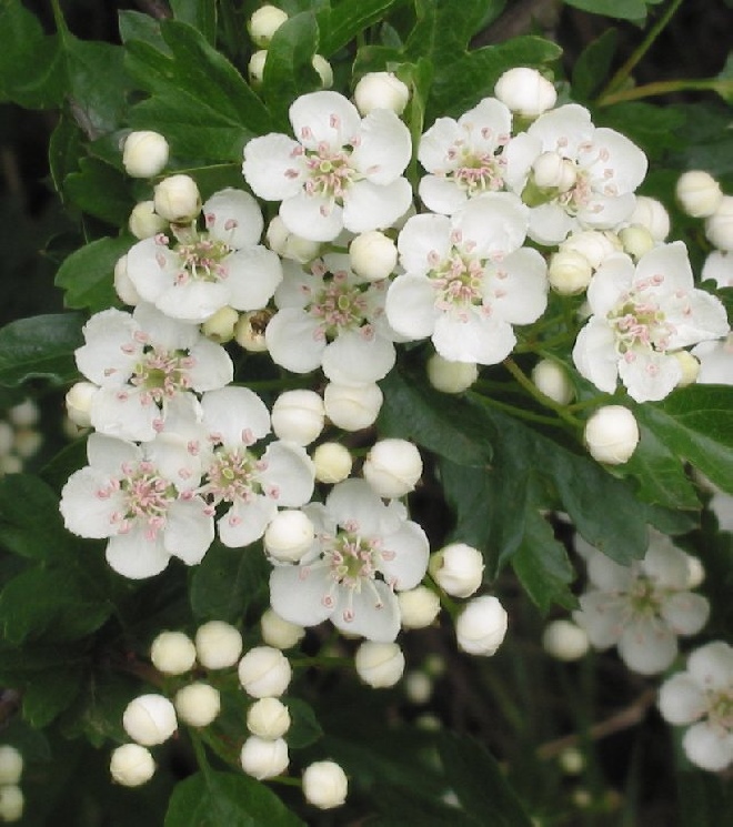 Crataegus persimilis 'Splendens'  Meidoorn