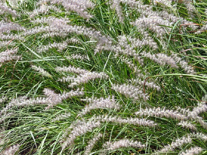 Pennisetum orientale Oosterse Lampepoetser