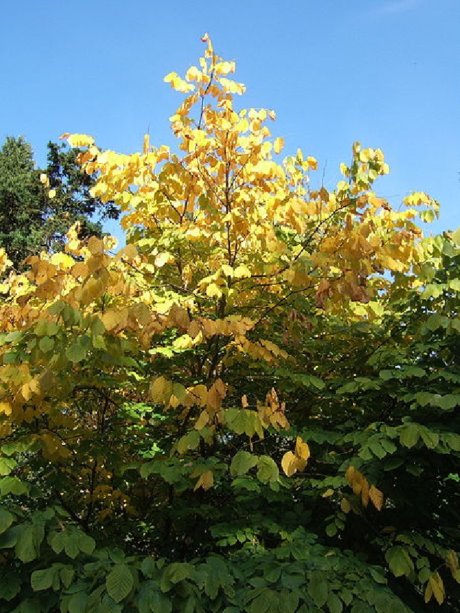 Cladrastis kentukea (syn. Cladrastis lutea) Geelhout