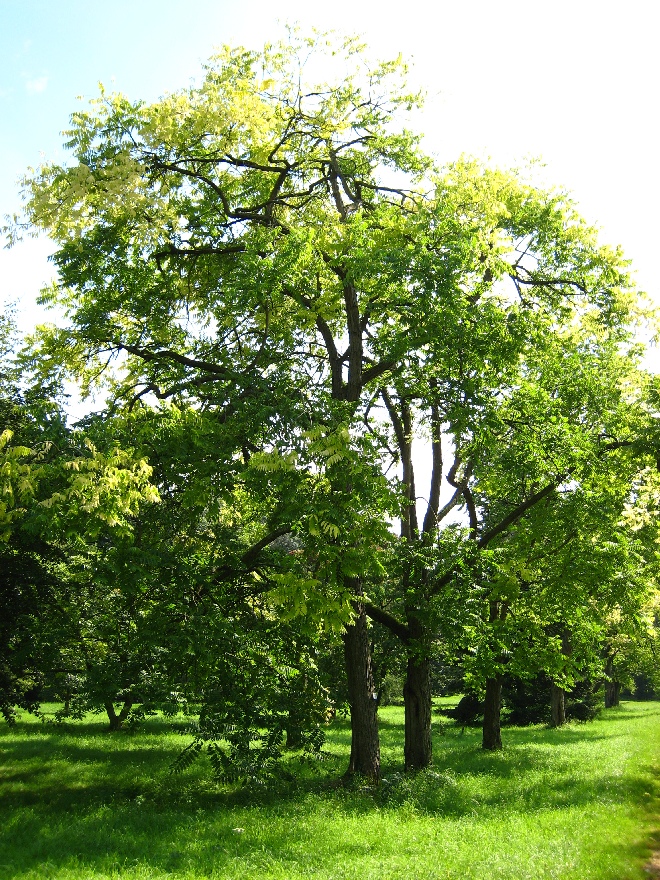 Toona sinensis (syn. Cedrela sinensis) Chinese Mahoganyboom