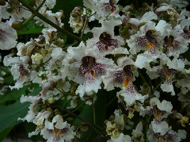 Catalpa erubescens 'Purpurea' Purperkleurige Trompetboom