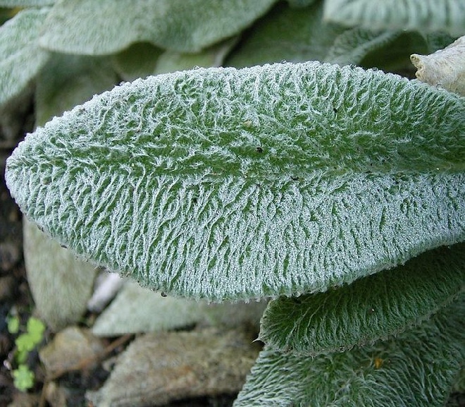 Stachys byzantina 'Cotton Boll' Ezelsoor