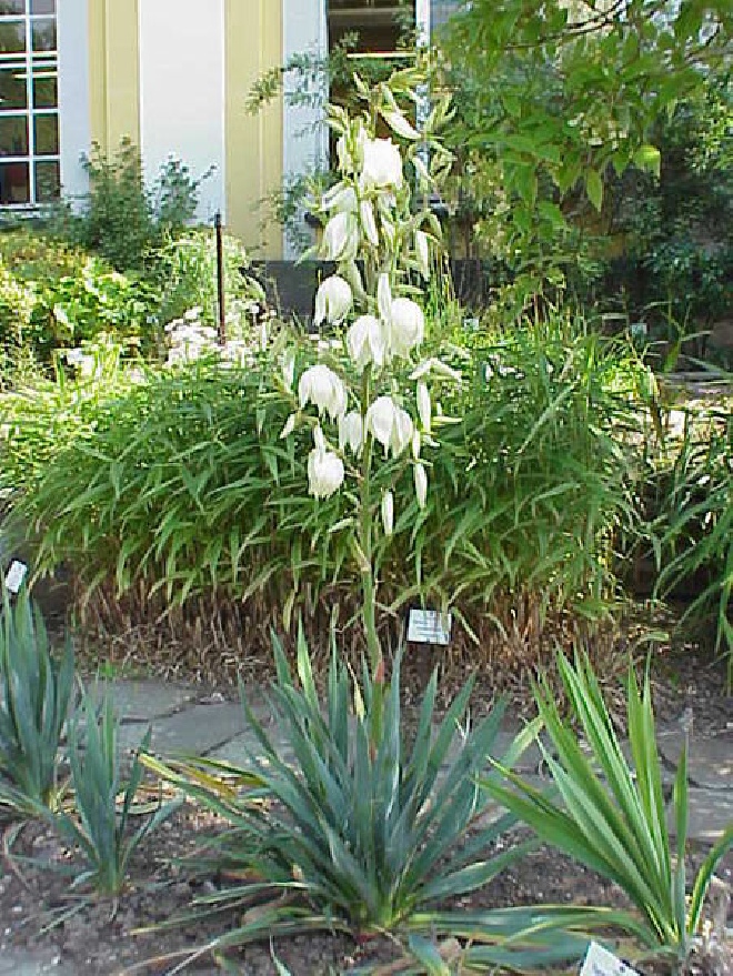 Yucca filamentosa Palmlelie