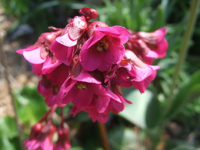 Bergenia cordifolia 'Eroica' Schoenlappersplant