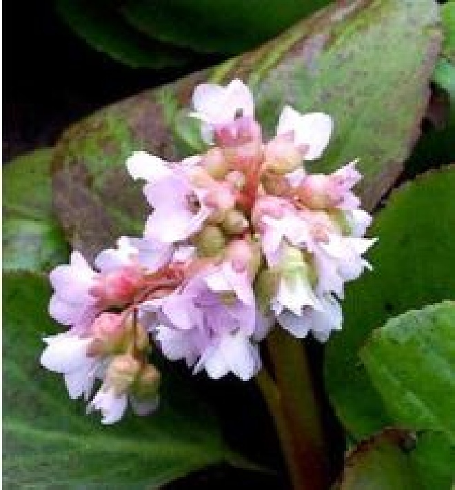 Bergenia 'Baby Doll' Schoenlappersplant
