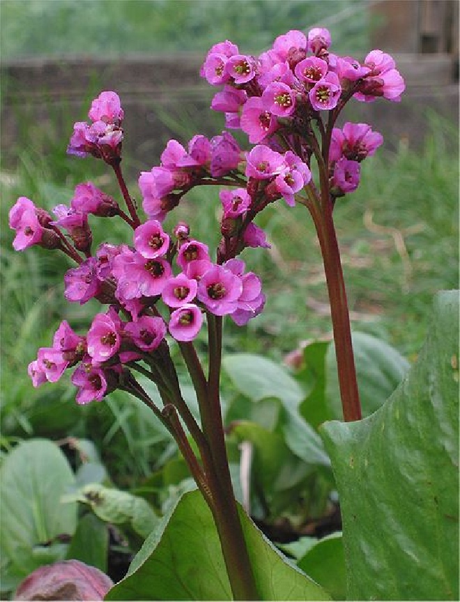 Bergenia cordifolia 'Herbstblüte' Schoenlappersplant