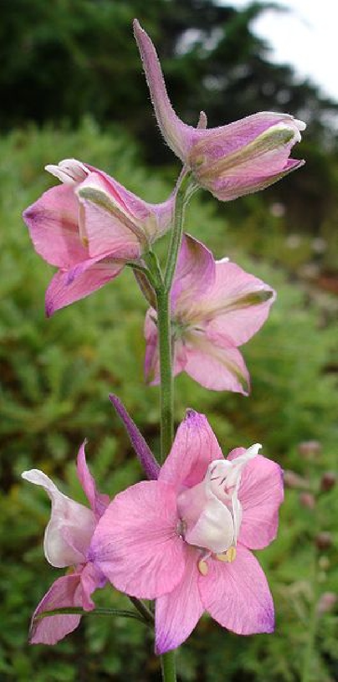 Delphinium ruysii 'Pink Sensation' Ridderspoor