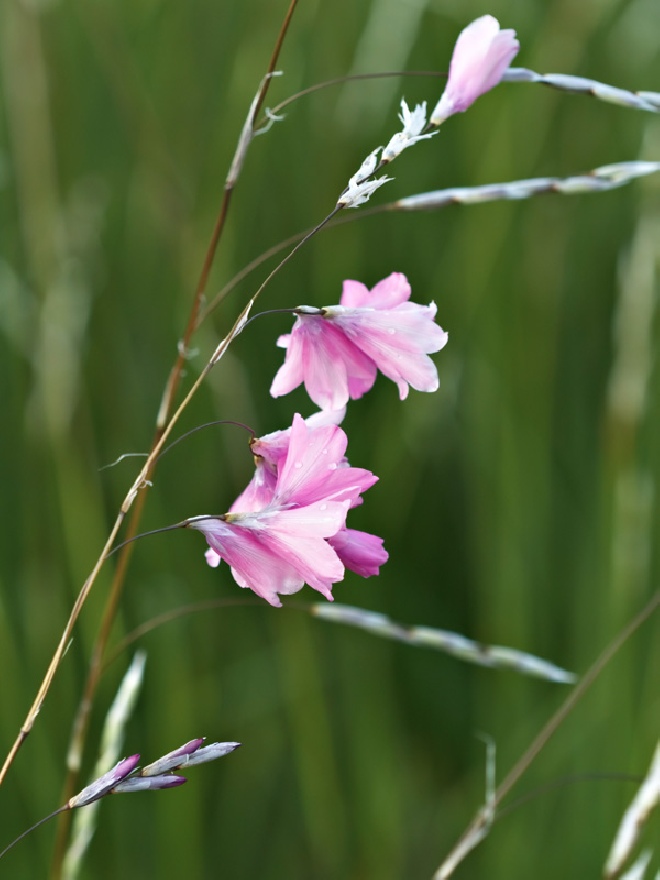 Dierama pulcherrimum 