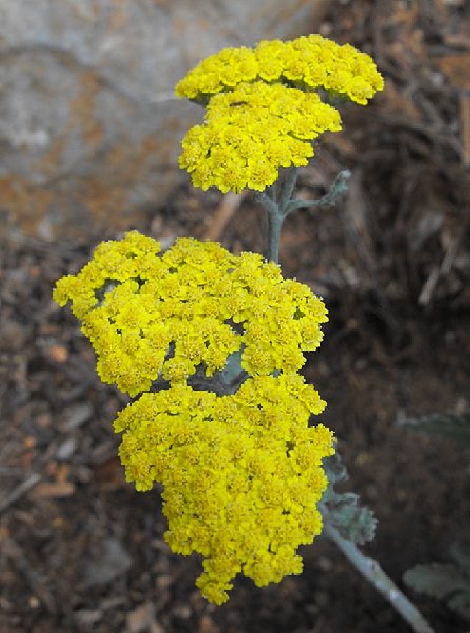Achillea tomentosa Duizendblad