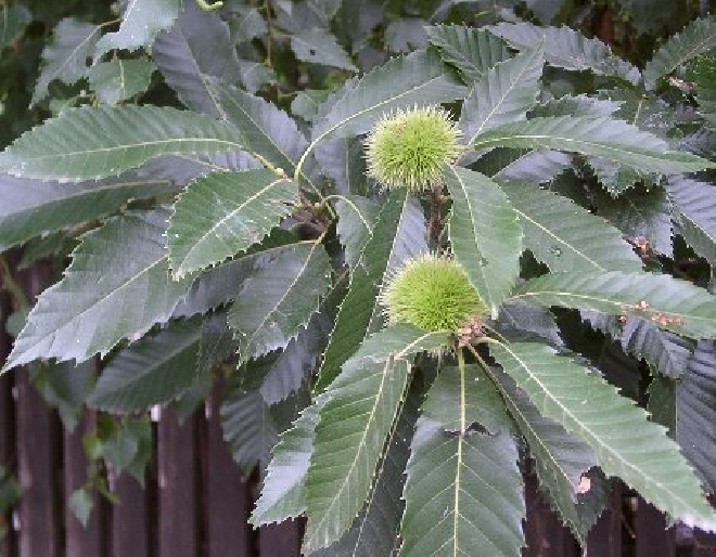 Castanea sativa Tamme kastanje