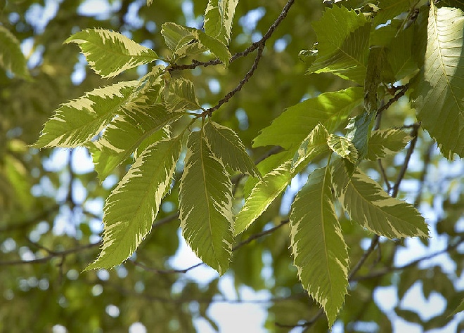 Castanea sativa 'Albomarginata' (syn. castanea sativa 'Argenteovariegata') Bontbladige Tamme Kastanje