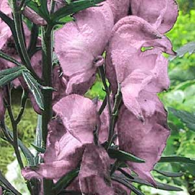 Aconitum napellus 'Rubellum' Monnikskap