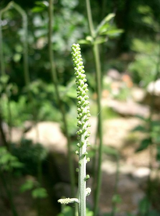 Actaea simplex 'White Pearl' (syn. Cimicifuga simplex 'White Pearl' en  'Armleuchter') Zilverkaars