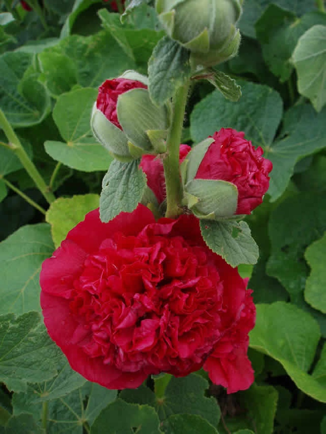 Alcea rosea 'Pleniflora' (Rood) Stokroos