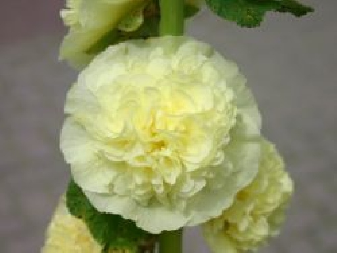 Alcea rosea 'Pleniflora' (Wit) Stokroos