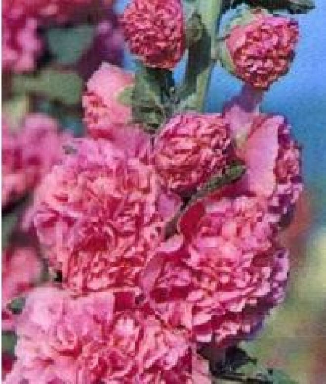 Alcea rosea 'Pleniflora' (Roze) Stokroos