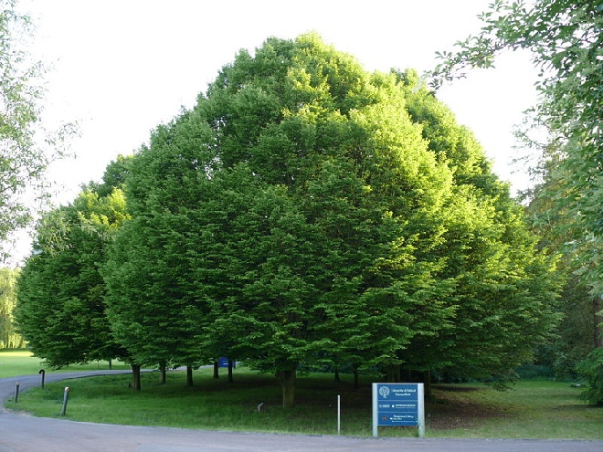 Carpinus betulus Gewone Haagbeuk, Europese Haagbeuk
