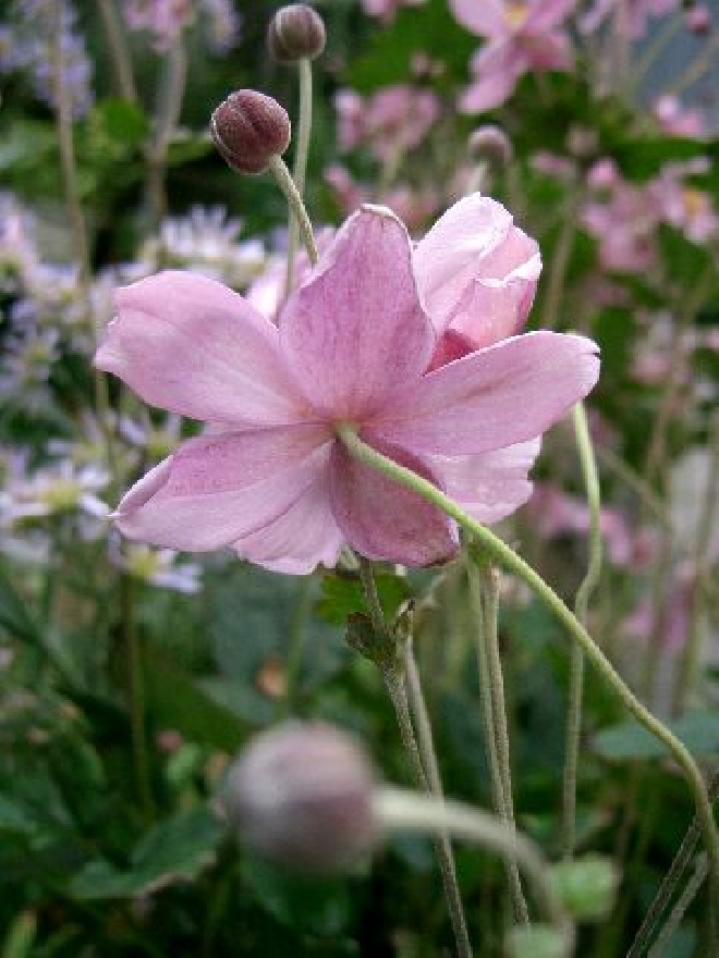 Anemone hupehensis 'Little Princess' Herfstanemoon