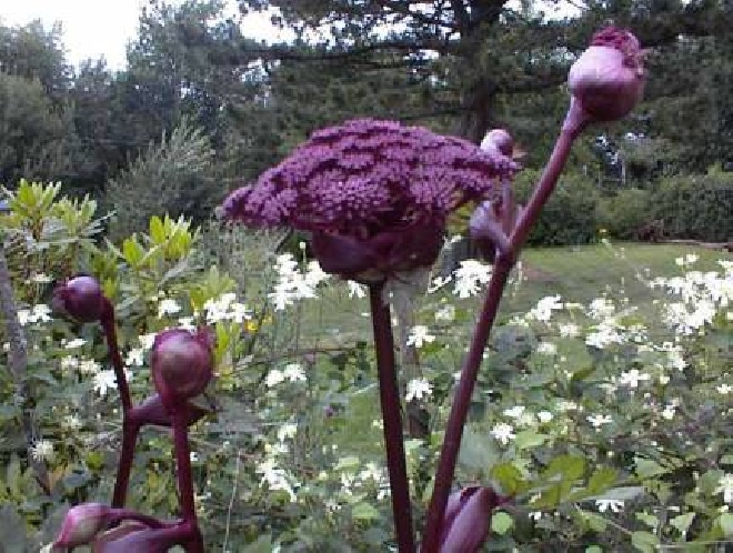 Angelica gigas Engelwortel