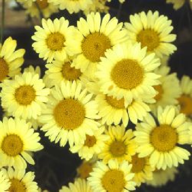 Anthemis hybrida 'Wargrave' Roomse kamille