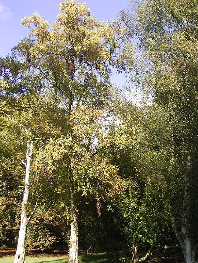 Betula ermanii 'Holland' Witte Berk