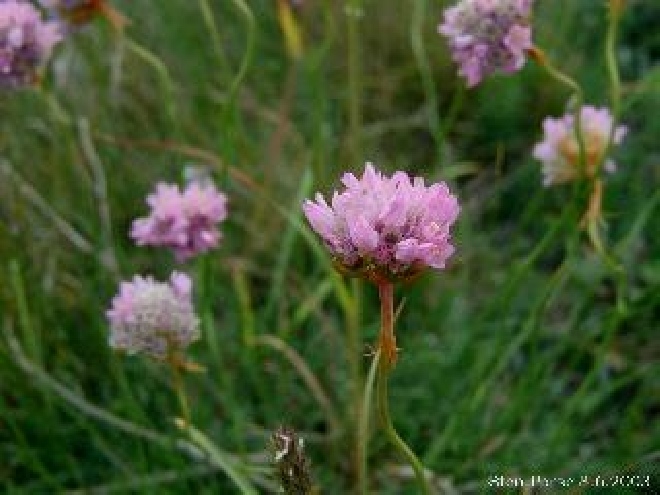 Armeria maritima  Engels gras