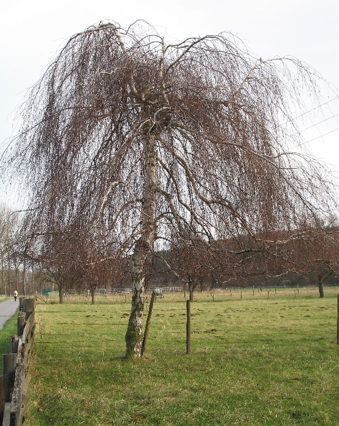 Betula pendula 'Youngii' Prieelberk