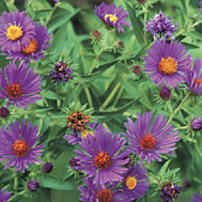 Aster ericoides 'Blue Star' Herfstaster