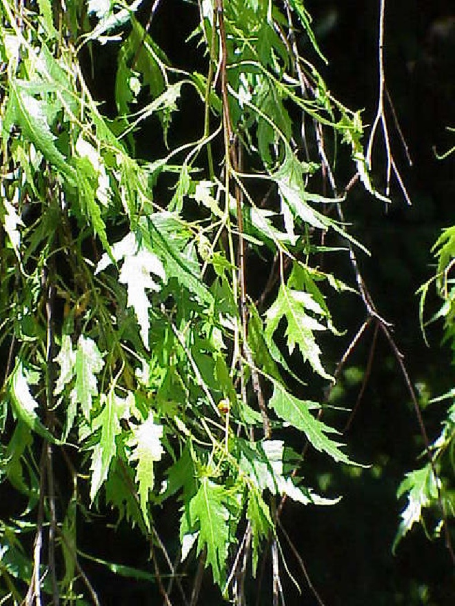 Betula pendula 'Laciniata' Wilde Berk, Ruwe Berk