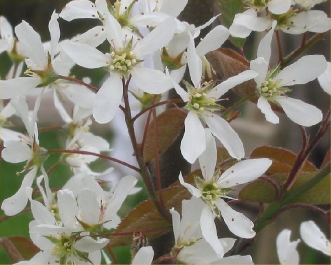 Amelanchier 'Ballerina' (syn. Amelanchier laevis 'Ballerina') Amerikaanse Krentenboom