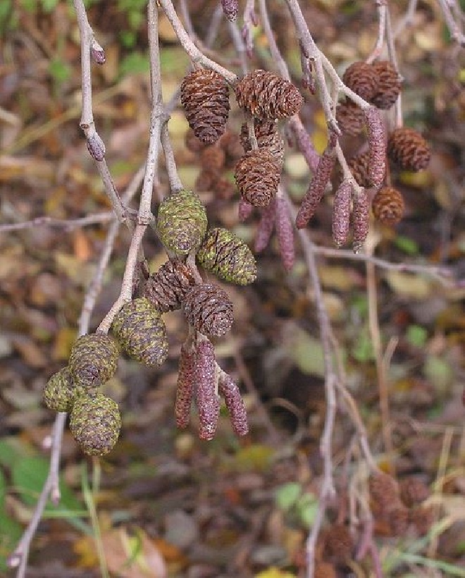 Alnus glutinosa Zwarte Els, Gewone Els, Grauwe Els