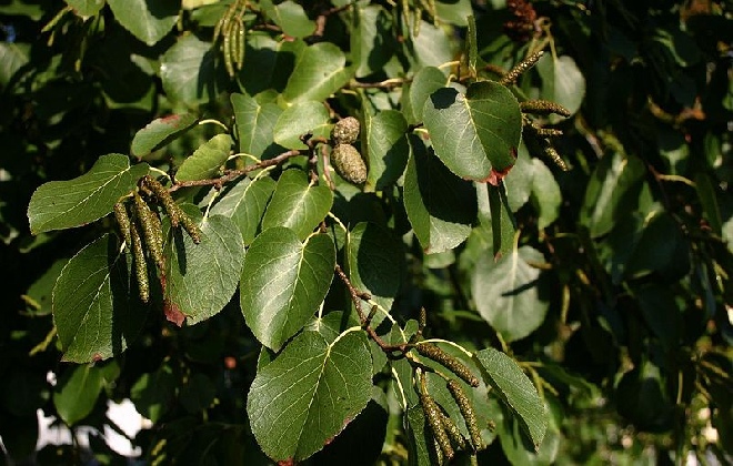 Alnus cordata Italiaanse Els