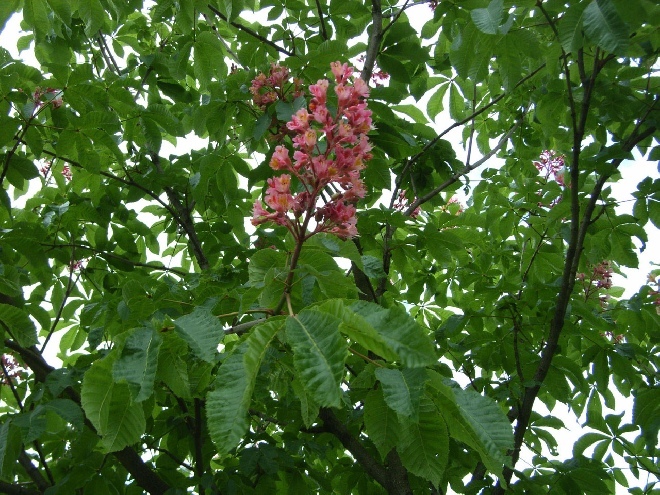 Aesculus carnea 'Briotii' Rode Paardekastanje