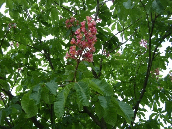 Aesculus carnea 'Briotii' Rode Paardekastanje