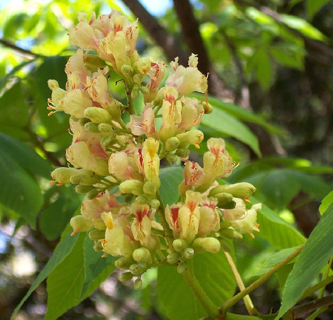 Aesculus flava 'Vestita' Gele Paardekastanje