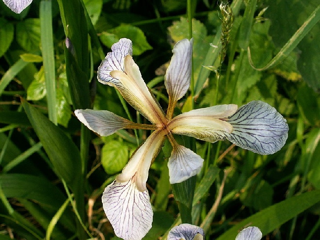 Iris foetidissima Rosbiefplant, Zwaardlelie