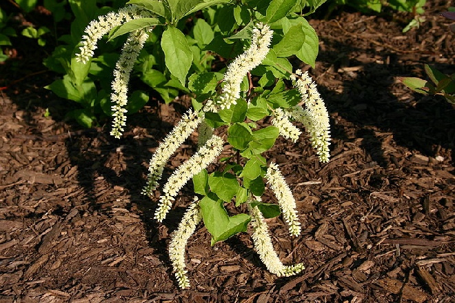Itea virginica Bloemwilg