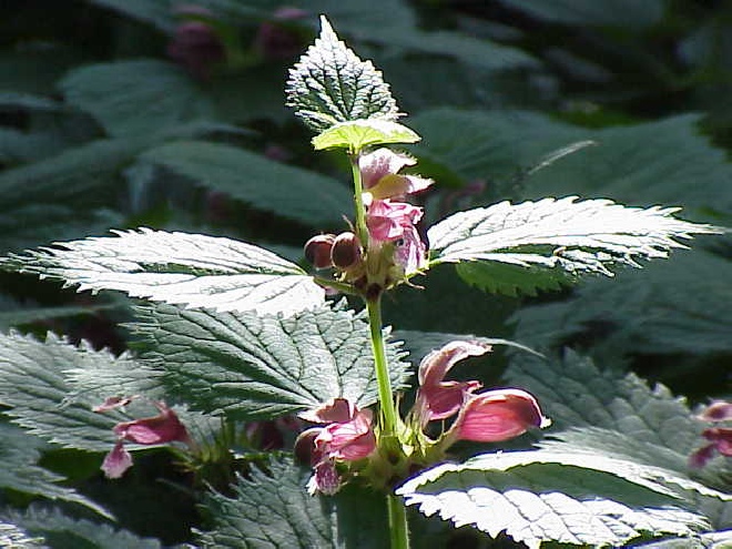 Lamium orvala Dovenetel
