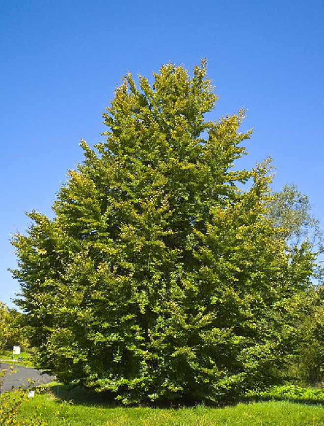 Fagus sylvatica Gewone Beuk, Groene Beuk