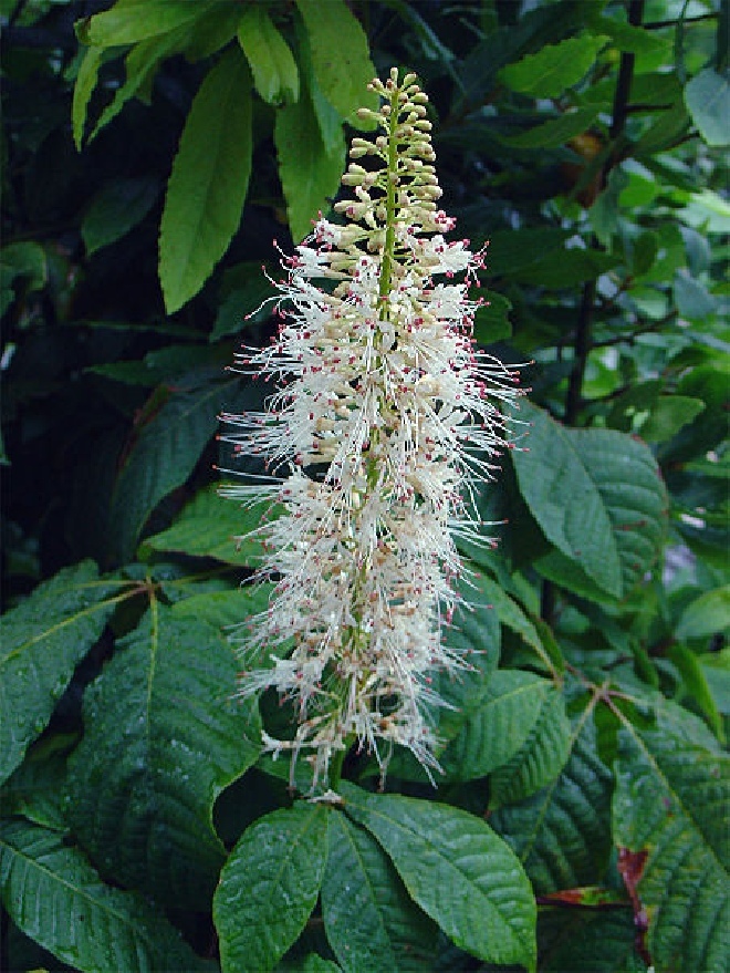 Aesculus parviflora Paardekastanje