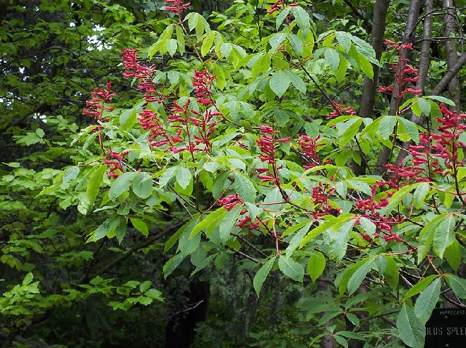 Aesculus pavia var. splendens Paardekastanje