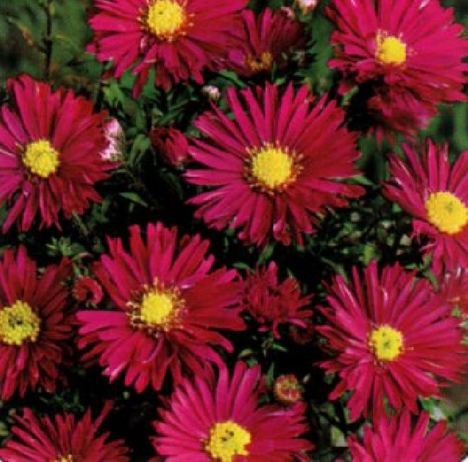 Aster novi-belgii 'Winston Churchill' Aster
