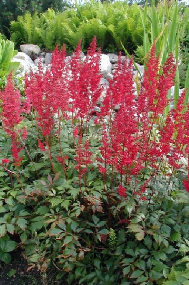 Astilbe 'Etna' Spirea