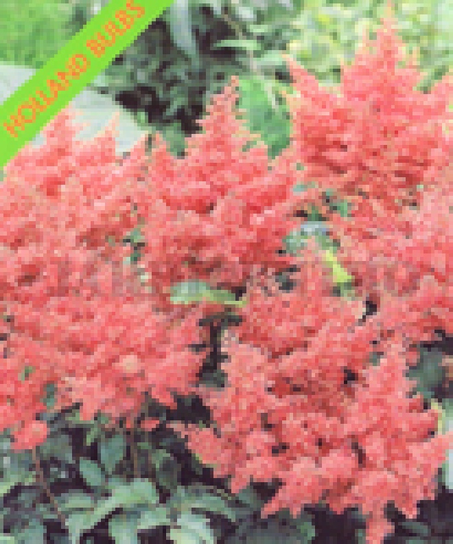 Astilbe 'Europa' Pluimspirea