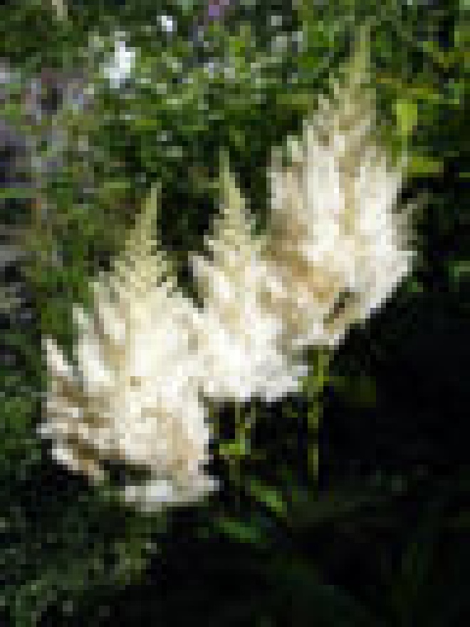 Astilbe 'Gladstone' Spirea