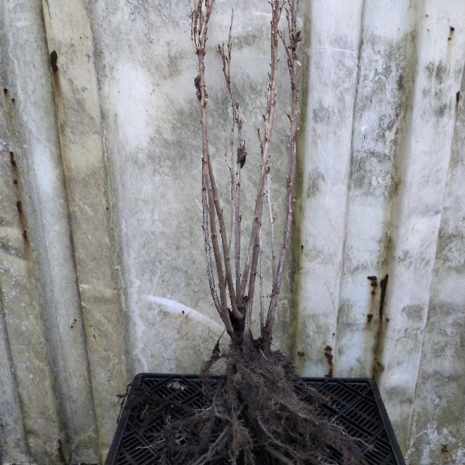 Ribes nigrum 'Ben Lomond' Zwarte Bes, Aalbes